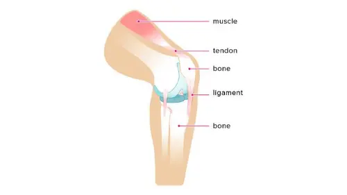 Tendons, ligaments and cartilage