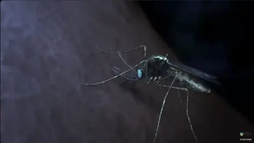 Watch this video from WEHImovies on YouTube