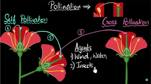 Watch this video from Khan Academy on YouTube