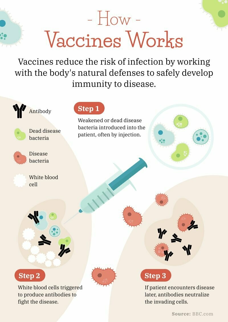 How vaccinations work infographic.