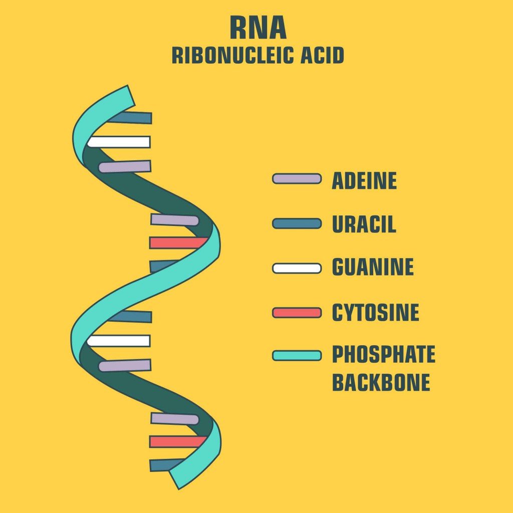 RNA diagram showing what a strand of it includes.