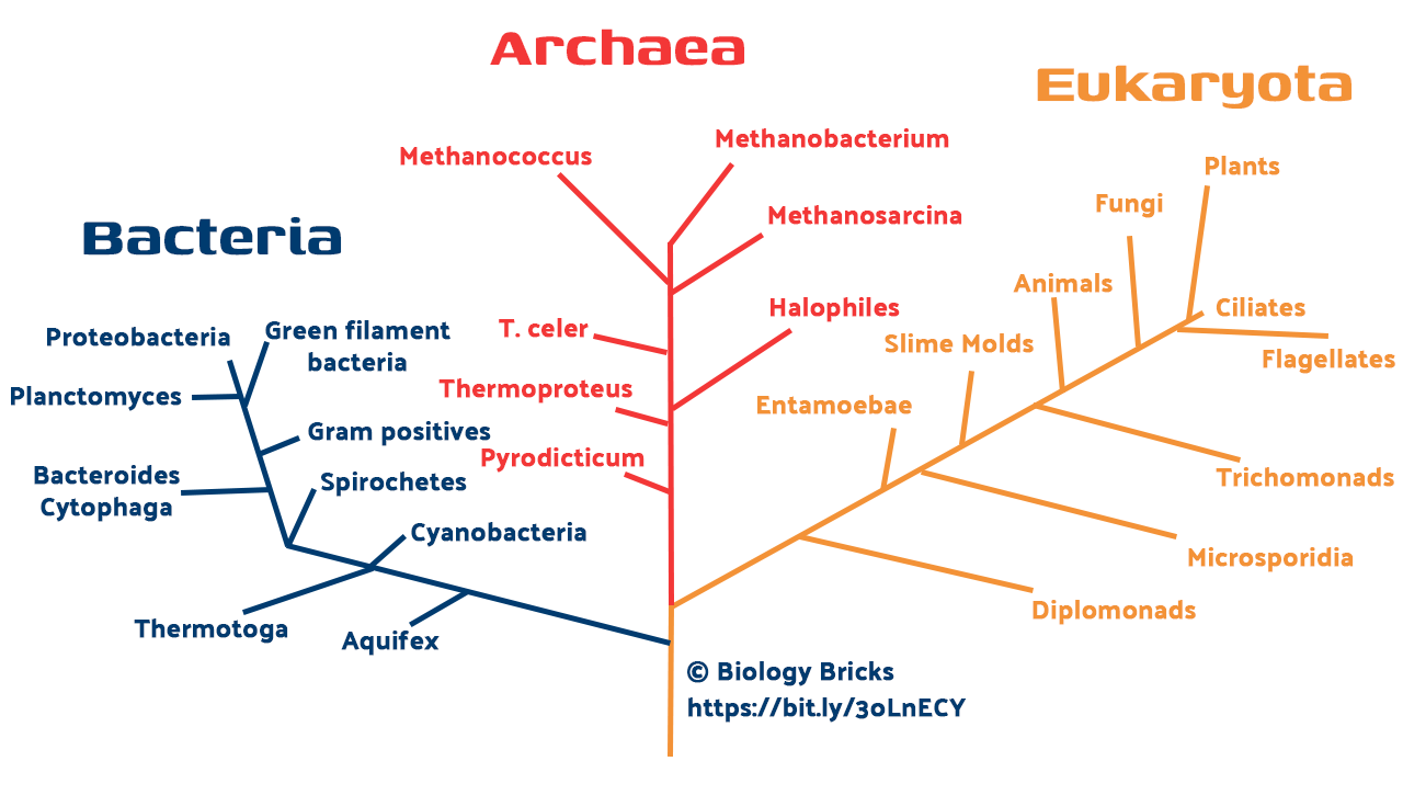 Phylogenetic tree of the three main domains of life.