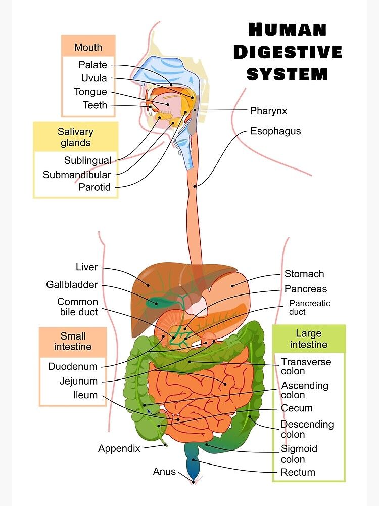 Diagram showing the digestive system.
