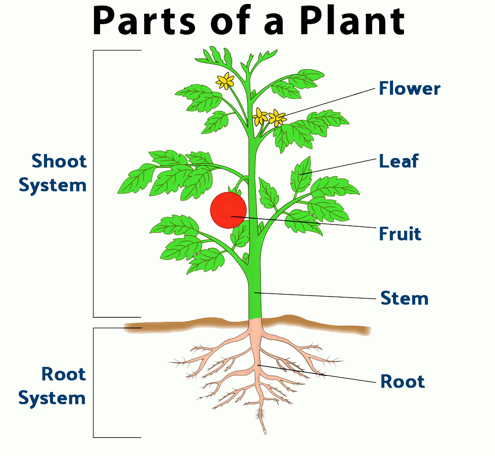 Structural diagram of a typical plant and flower.
