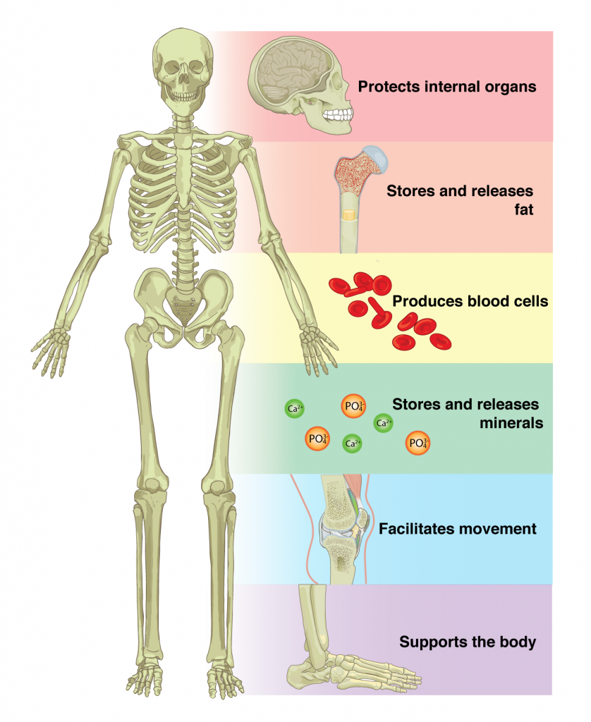 Our skeleton provides us with many uses, this image shows what they are.