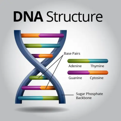Alternative DNA Structure